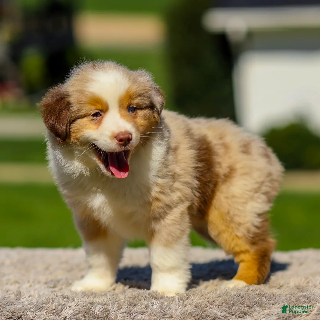 Miniature Australian Shepherd dogs for sale: Ivory - Ad 2