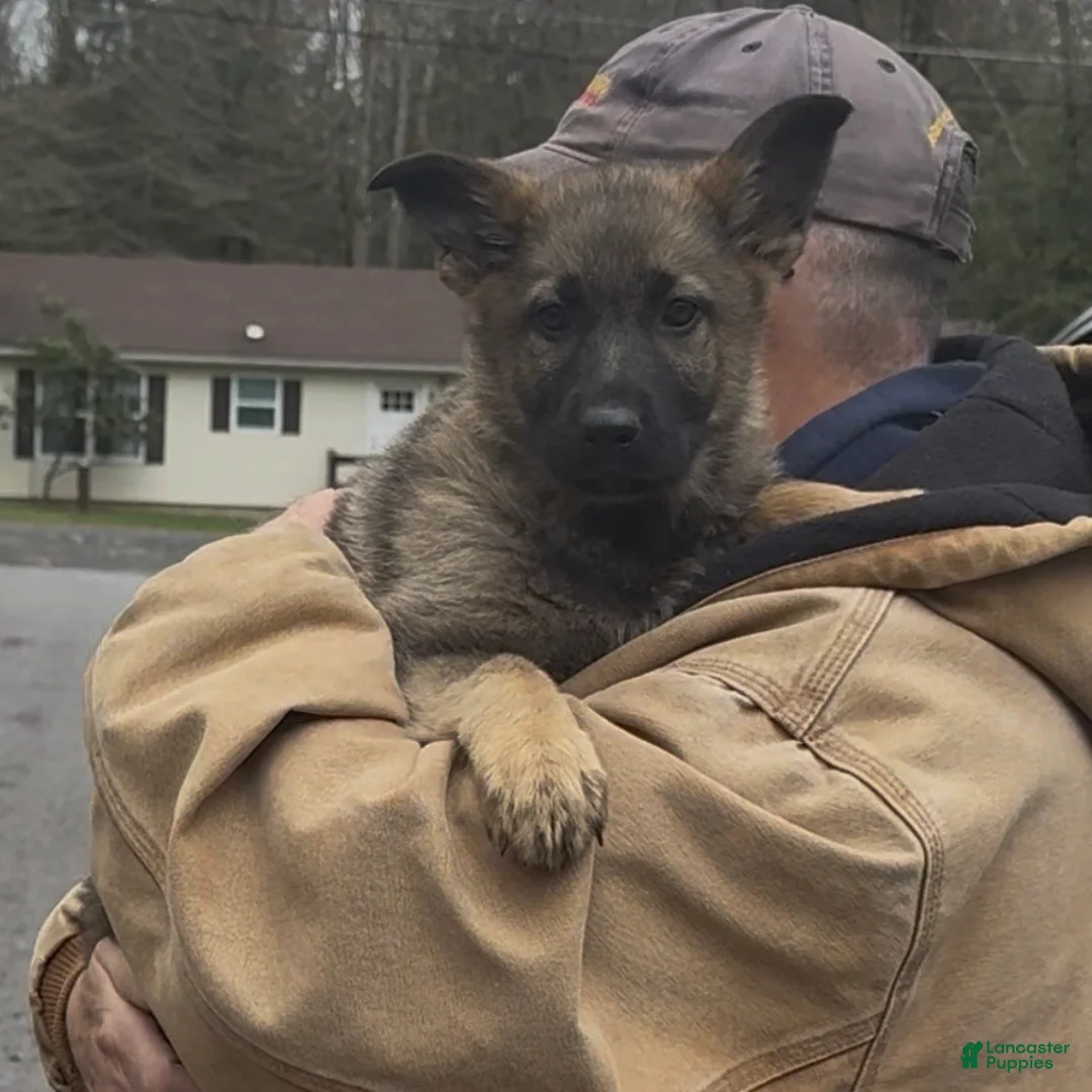 German Shepherd dogs for sale: TULITA - Ad 1
