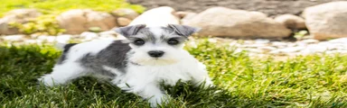 Stella