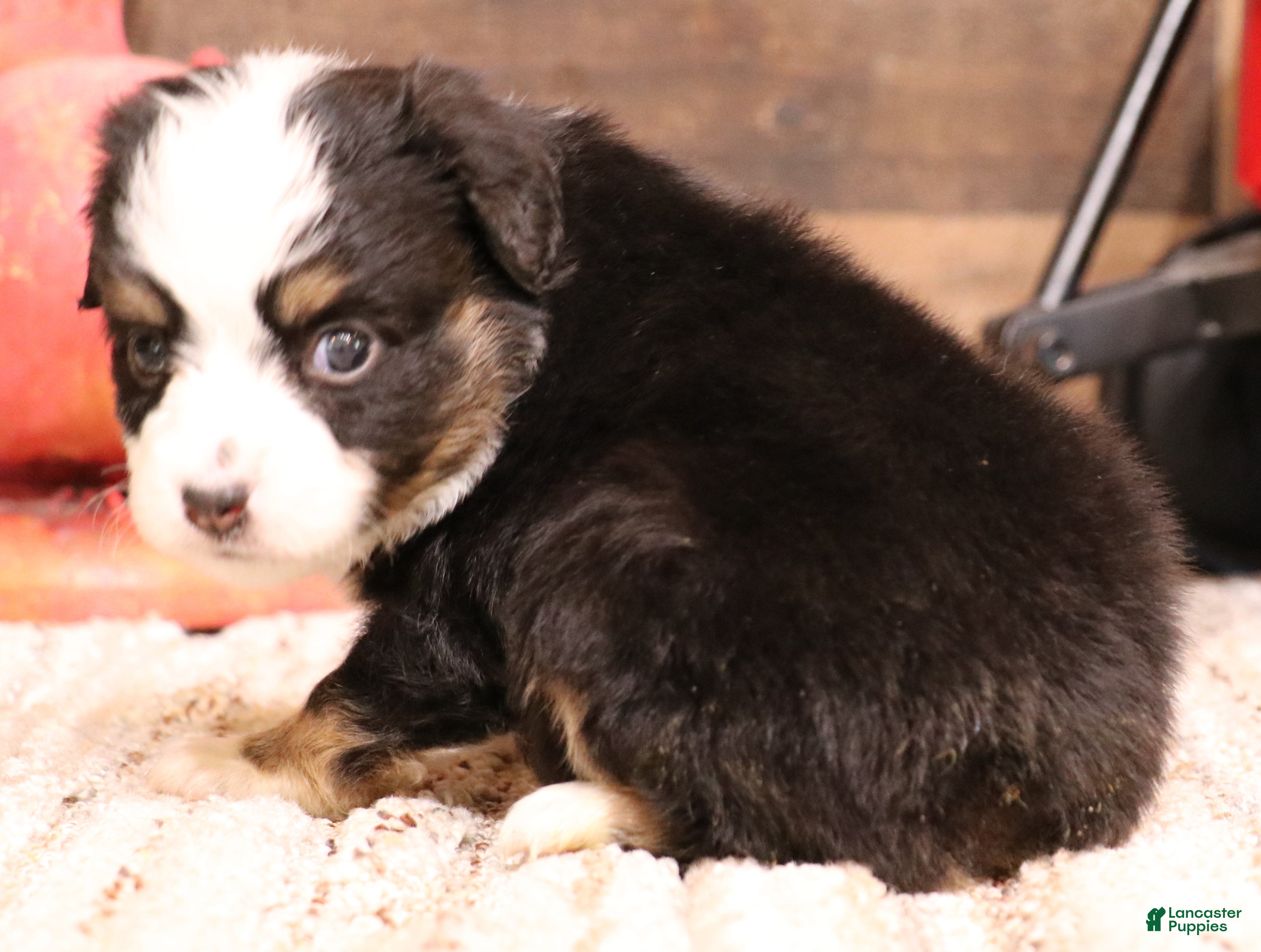 Toy Australian Shepherd dogs Rudy - Ad 11