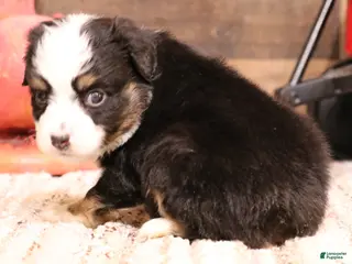 Toy Australian Shepherd dogs Rudy - Ad 11