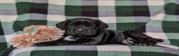 Cane Corso dogs for sale: Jodie - Ad 5