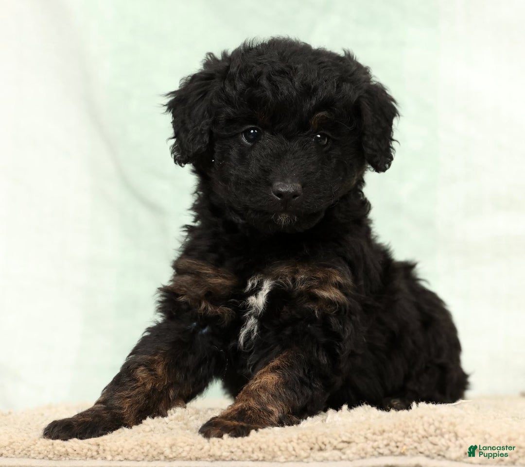 Mini Aussiedoodle dogs for sale: Barney - Ad 2