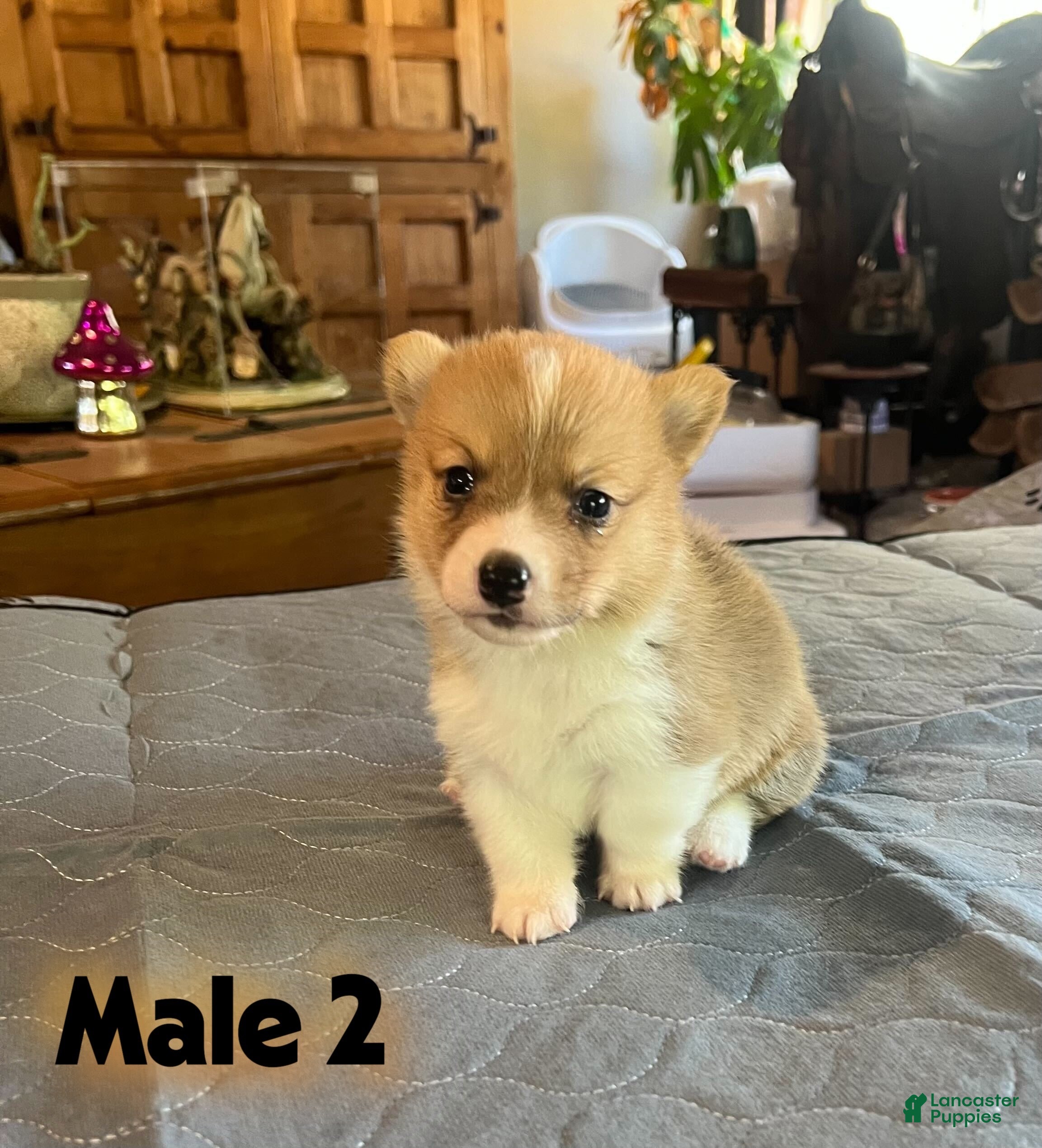 Welsh Corgi Pembroke dogs Welsh Corgi Pembroke Puppy 2 - Ad 1