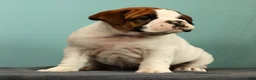 English Bulldog dogs for sale: Jasper - Ad 6