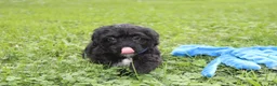 Yorkiepoo dogs for sale: Ranger  - Ad 19