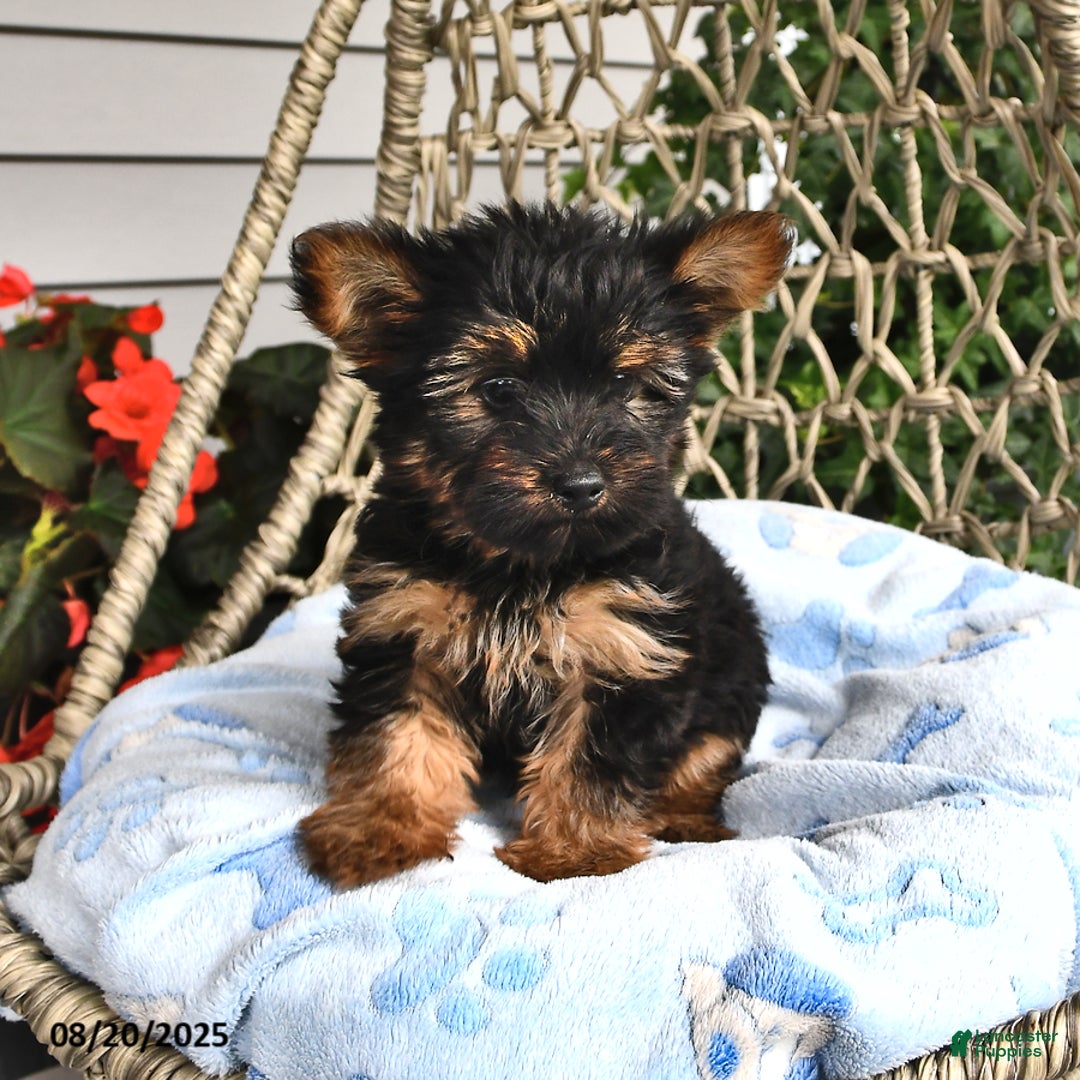 Yorkshire Terrier dogs for sale: Anthony - Ad 15
