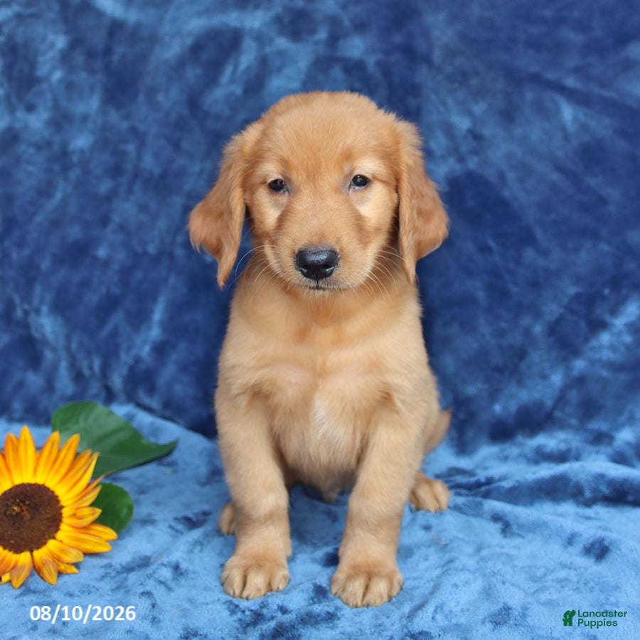 Golden Retriever dogs Tanner - Ad 2