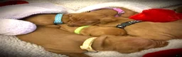 Vizsla dogs for sale: Vizsla Puppy 1 - Ad 4