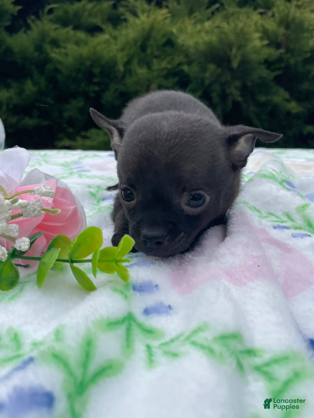 Chihuahua dogs for sale: Nacho - Ad 2