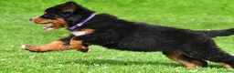 Bernese Mountain Dog dogs for sale: Nora - Ad 7