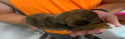 Miniature Dachshund dogs for sale: Duckie - Ad 9