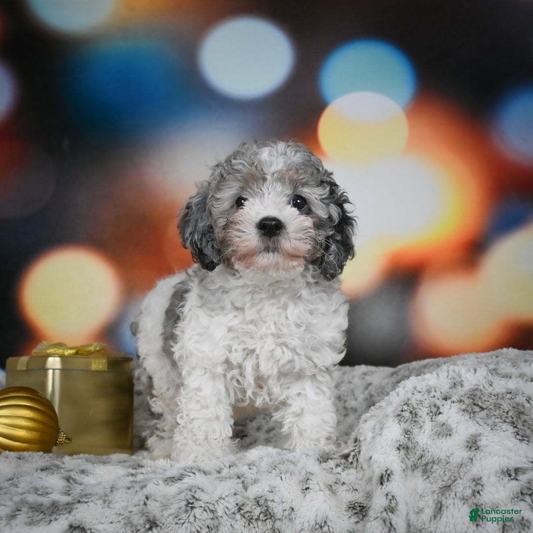 Cockapoo dogs for sale: Carl - Ad 9