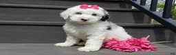 Sheepadoodle dogs for sale: Roxy-MEDIUM - Ad 5