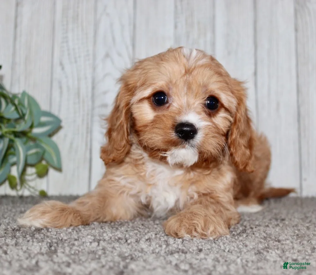 Cavapoo dogs for sale: Mikey - Ad 3