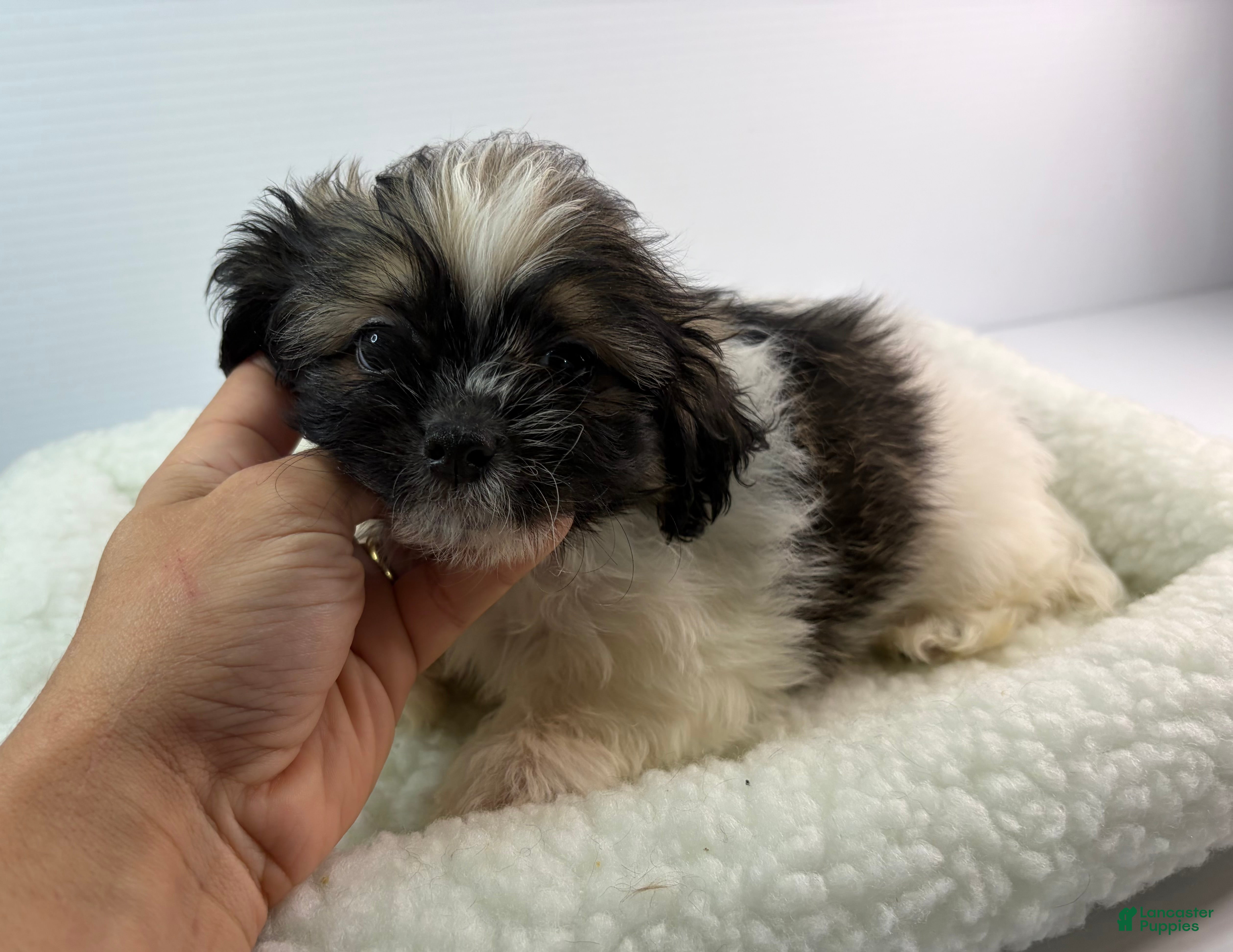 Mixed Breed dogs Tato - Ad 12