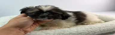Tato