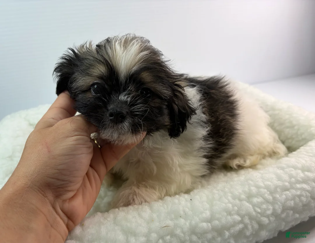 Mixed Breed dogs for sale: Tato - Ad 1