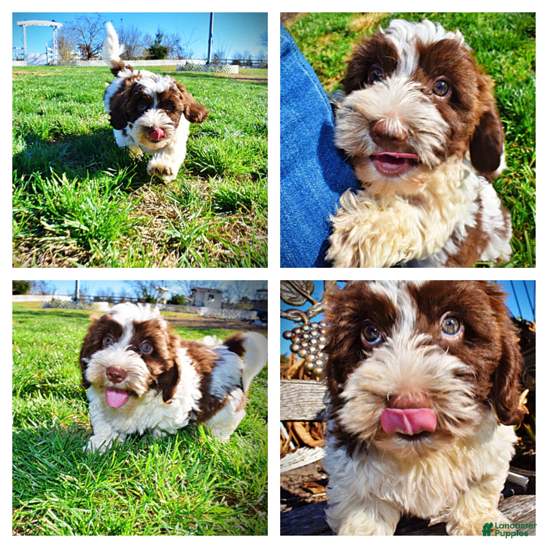 Havapoo dogs for sale: Rocky - Ad 1