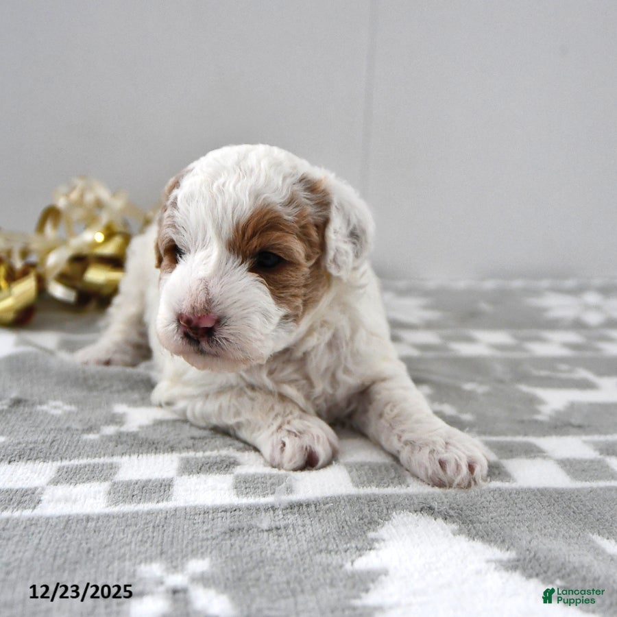 Mini Goldendoodle dogs Piper - Ad 37