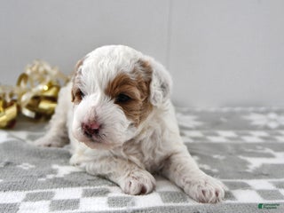 Mini Goldendoodle dogs Piper - Ad 37