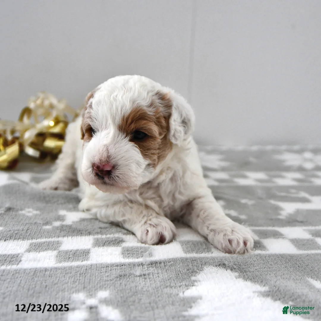 Mini Goldendoodle dogs for sale: Piper - Ad 11