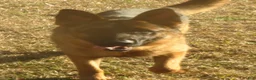 German Shepherd dogs for sale: German Shepherd 7 - Ad 12