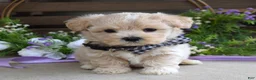 Maltipoo dogs for sale: Leo - Ad 11