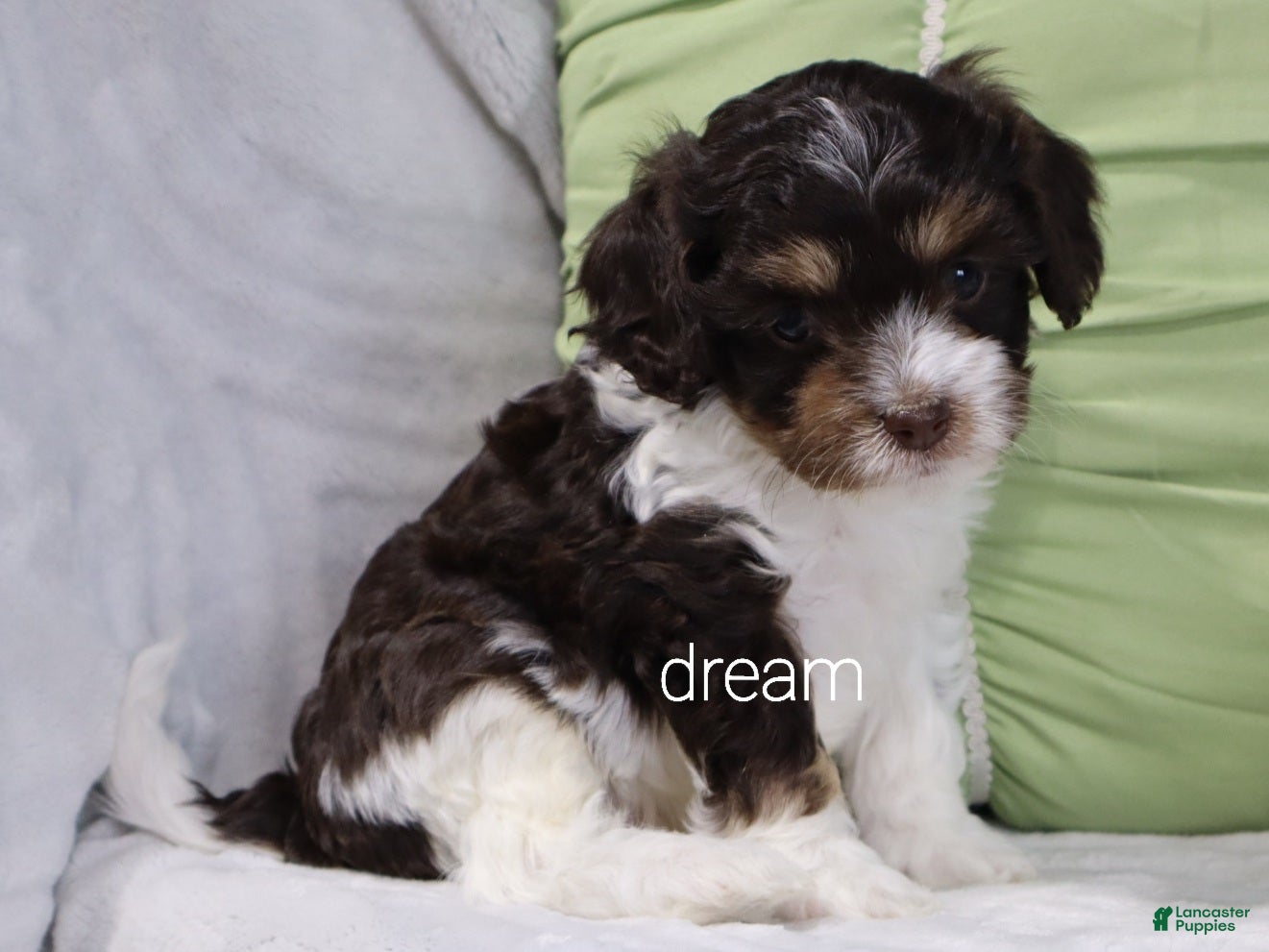 Cavapoo dogs Echo - Ad 2