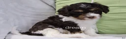 Cavapoo dogs for sale: Echo - Ad 4