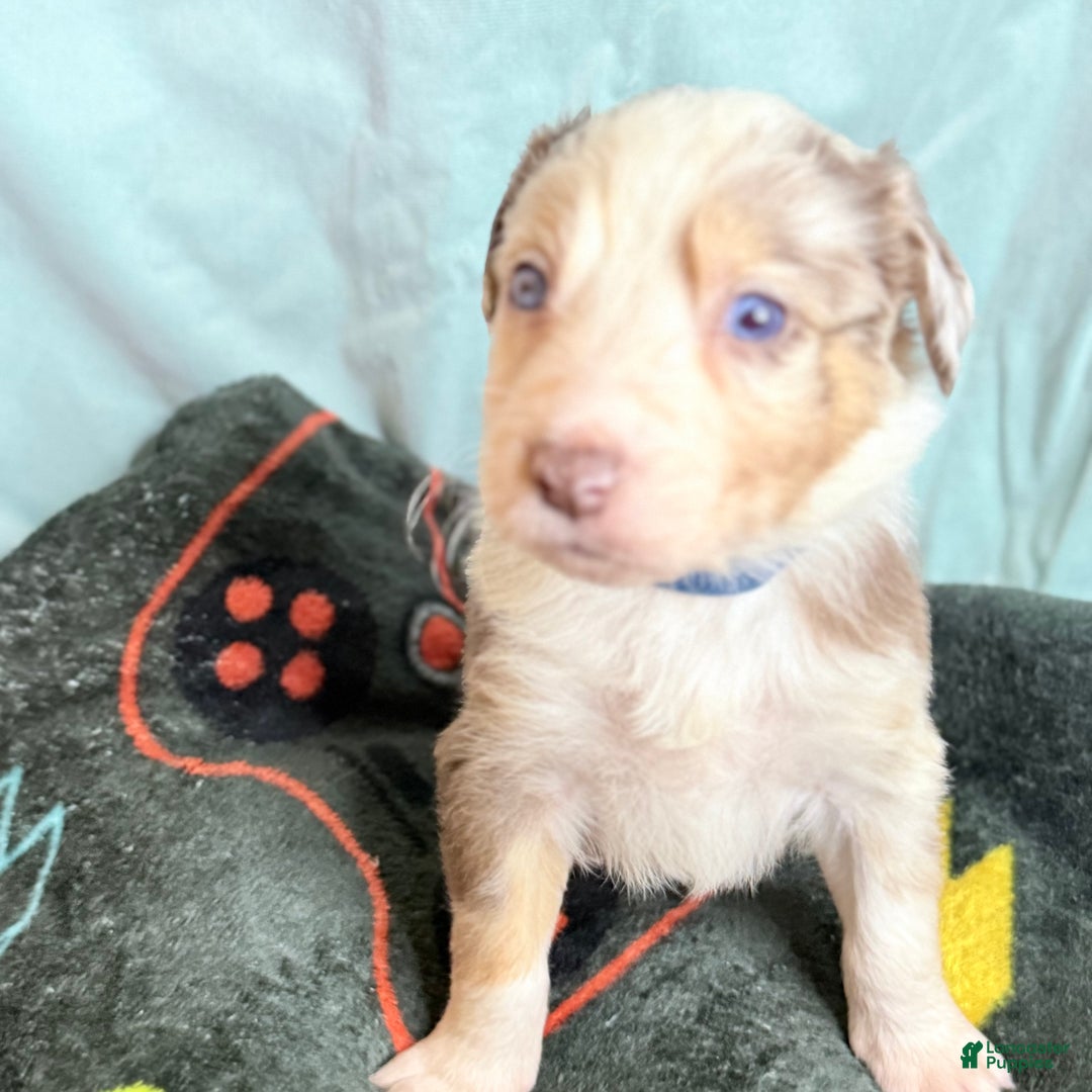 Mixed Breed dogs for sale: Oso - Ad 3