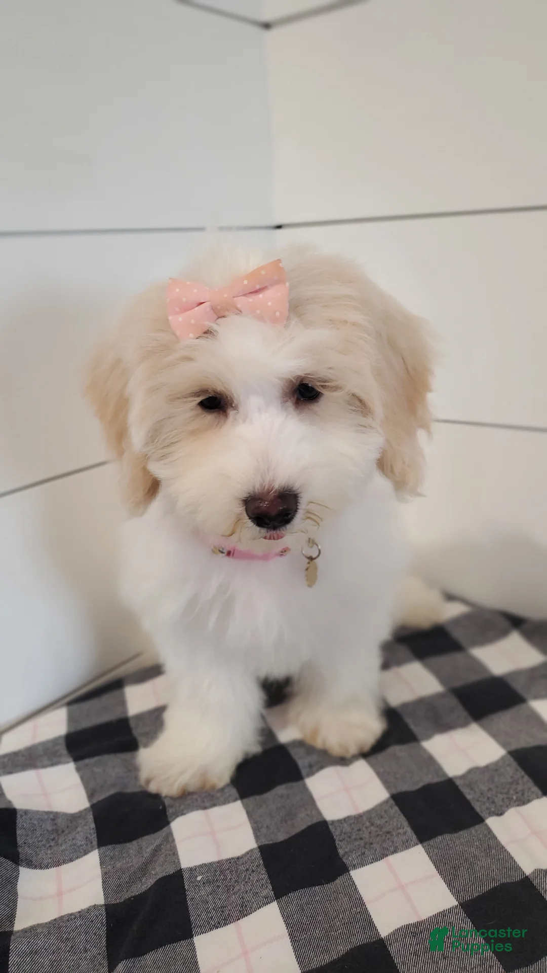 Mixed Breed dogs for sale: Sunflower  - Ad 2