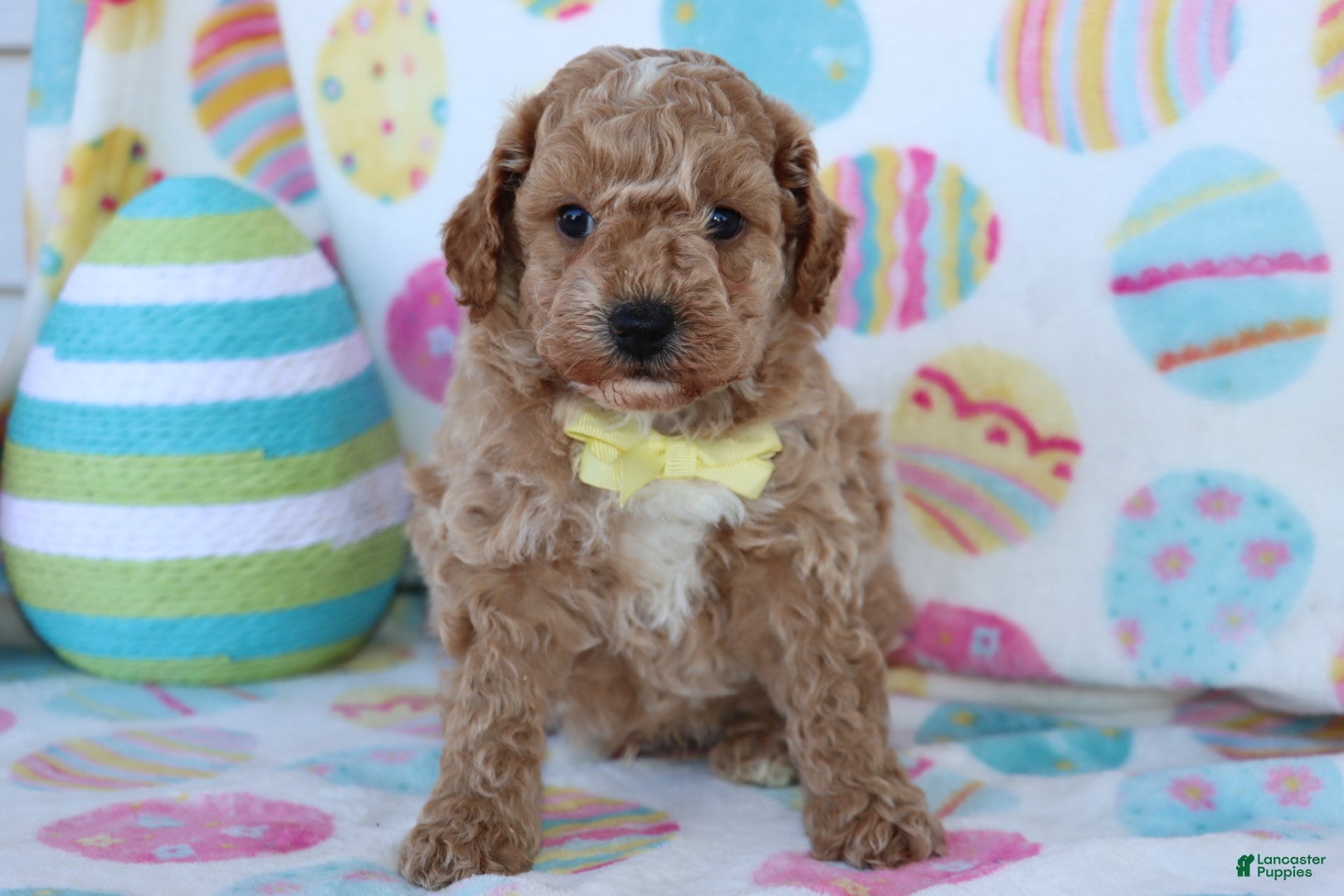 Miniature Poodle dogs for sale: Rinker - Ad 3