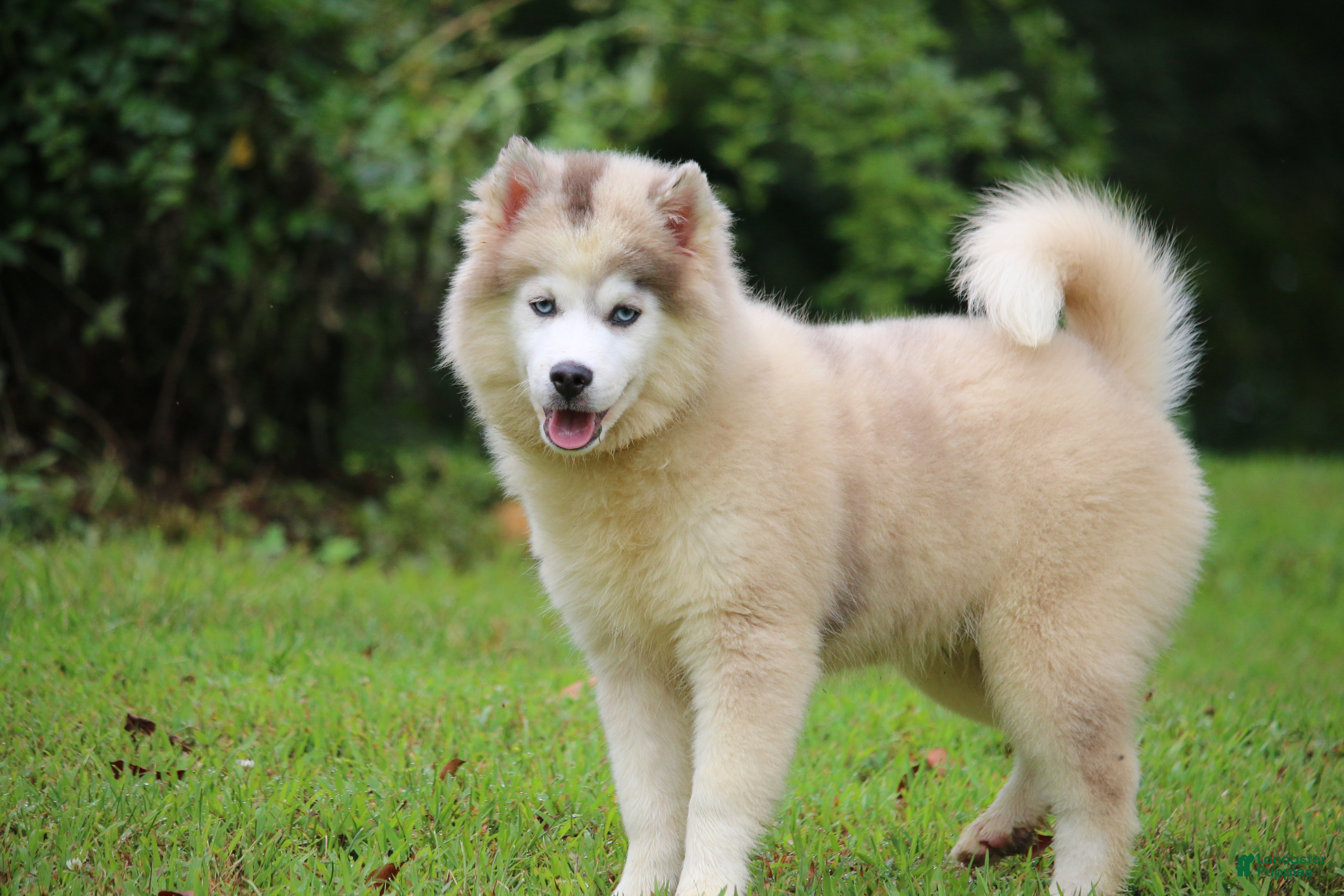 Pomsky dogs Merle - Ad 2