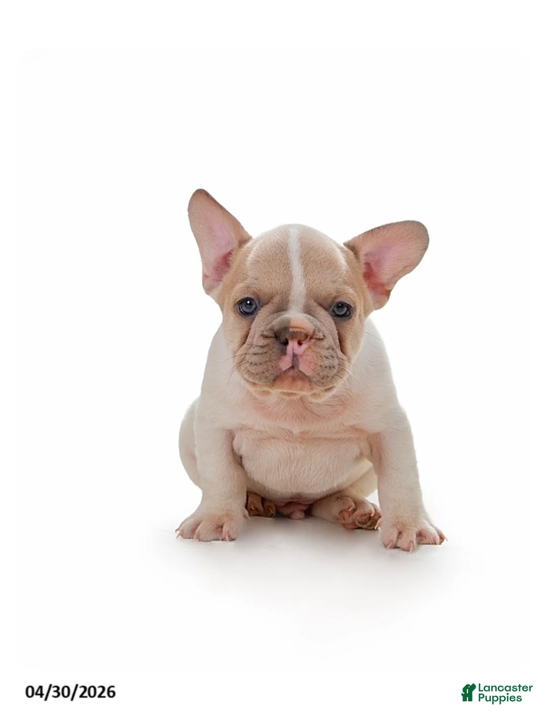 French Bulldog dogs for sale: Tank - Ad 2