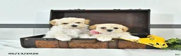 Maltipoo dogs for sale: Silas - Ad 5