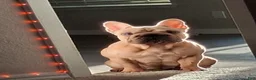 French Bulldog dogs for sale: French Bulldog 1 - Ad 6