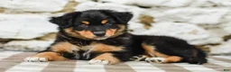 Australian Shepherd dogs for sale: Trisha - Ad 5