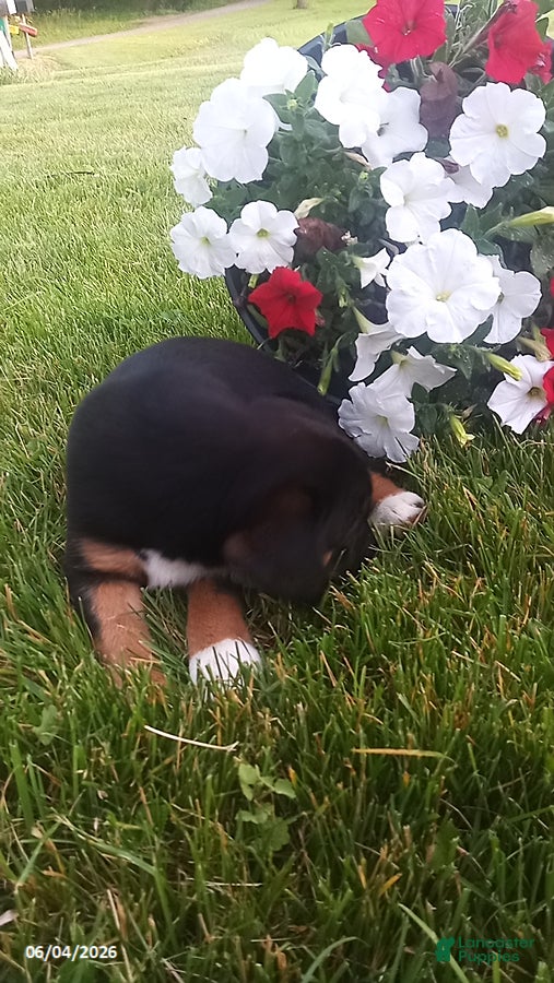Mixed Breed dogs for sale: Sasha - Ad 6