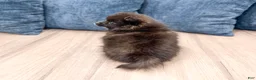 Pomeranian dogs for sale: Rory - Ad 5