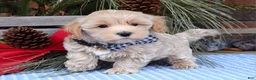 Maltipoo dogs for sale: Moe - Ad 1