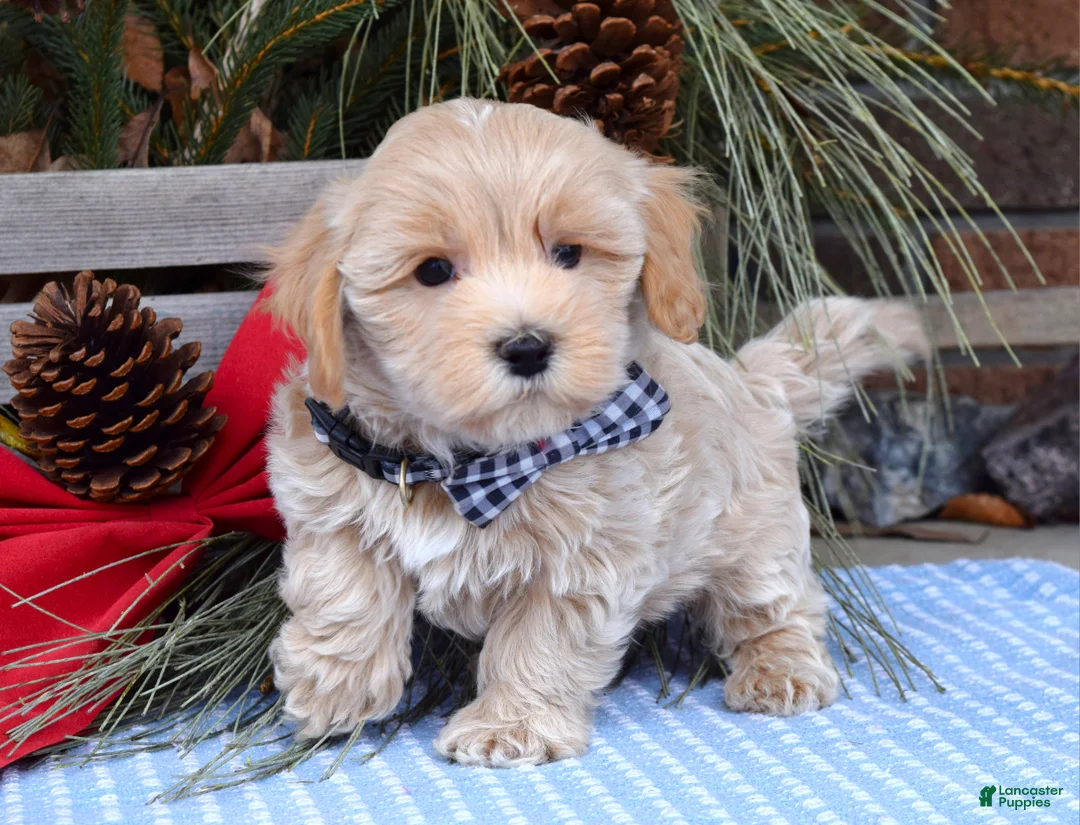 Maltipoo dogs for sale: Moe - Ad 1