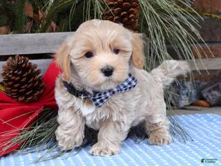 Maltipoo dogs Moe - Ad 3