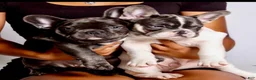 French Bulldog dogs for sale: French Bulldog Puppy 3 - Ad 6
