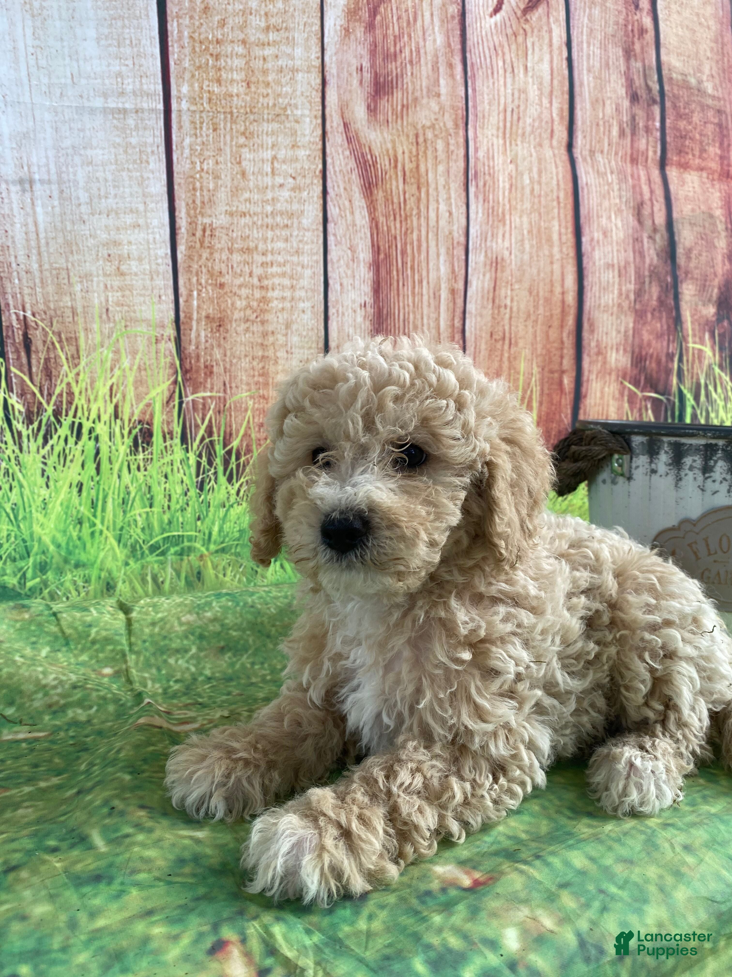 Bichpoo dogs Theo - Ad 11