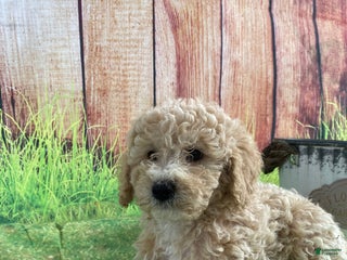 Bichpoo dogs - Ad 35