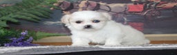 Shih Tzu dogs for sale: Pippin - Ad 6