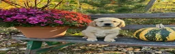Golden Retriever dogs for sale: Cujo - Ad 1