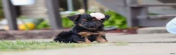 Yorkiepoo dogs for sale: Paisley - Ad 4