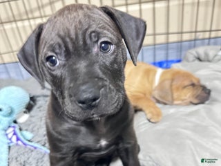 American Pit Bull Terrier dogs - Ad 36